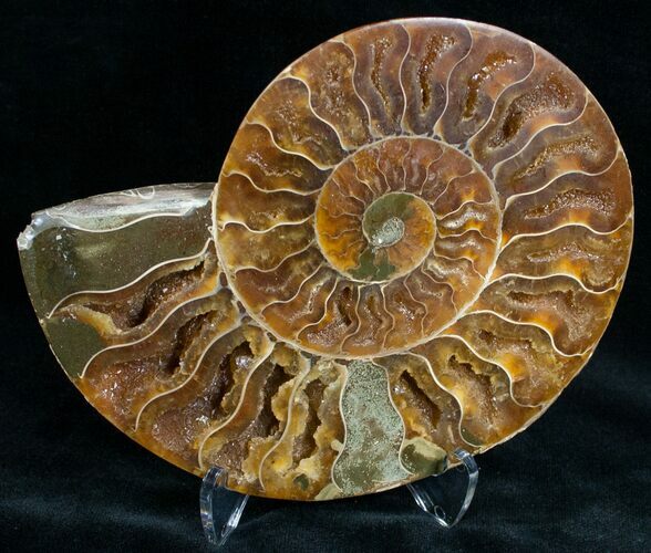 Split Ammonite Fossil (Half) #6891